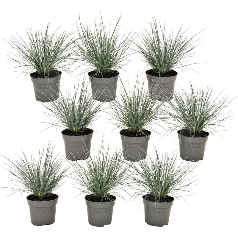 Plant In A Box - Festuca glauca 'Elijah Blue' - Set de 9 Festuca - Pot 9cm - Hauteur 10-15cm - Vert