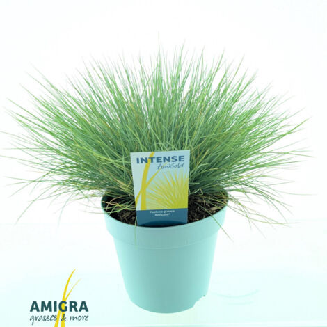 Fétuque bleue Amigold' - Festuca glauca Amigold' pot 2L