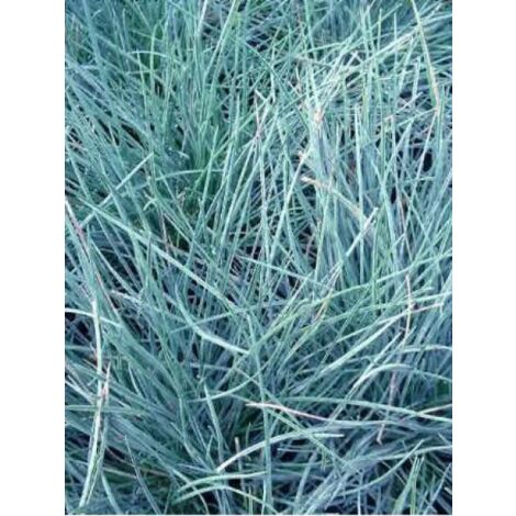 Fétuque bleue 'Elijha Blue' Godet de 8/9 cm