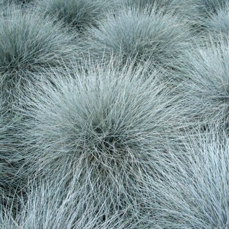 Fétuque bleue - Festuca glauca godet 9cm