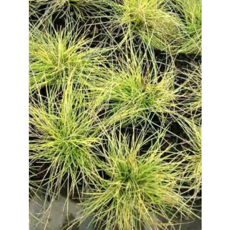 Fétuque bleue 'Golden Toupee' Godet de 8/9 cm