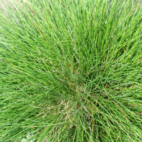 Fétuque de l'Atlas - Festuca mairei godet 9cm