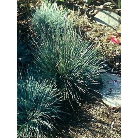 Fétuque du Valais 'Glaucantha' Godet de 8/9 cm