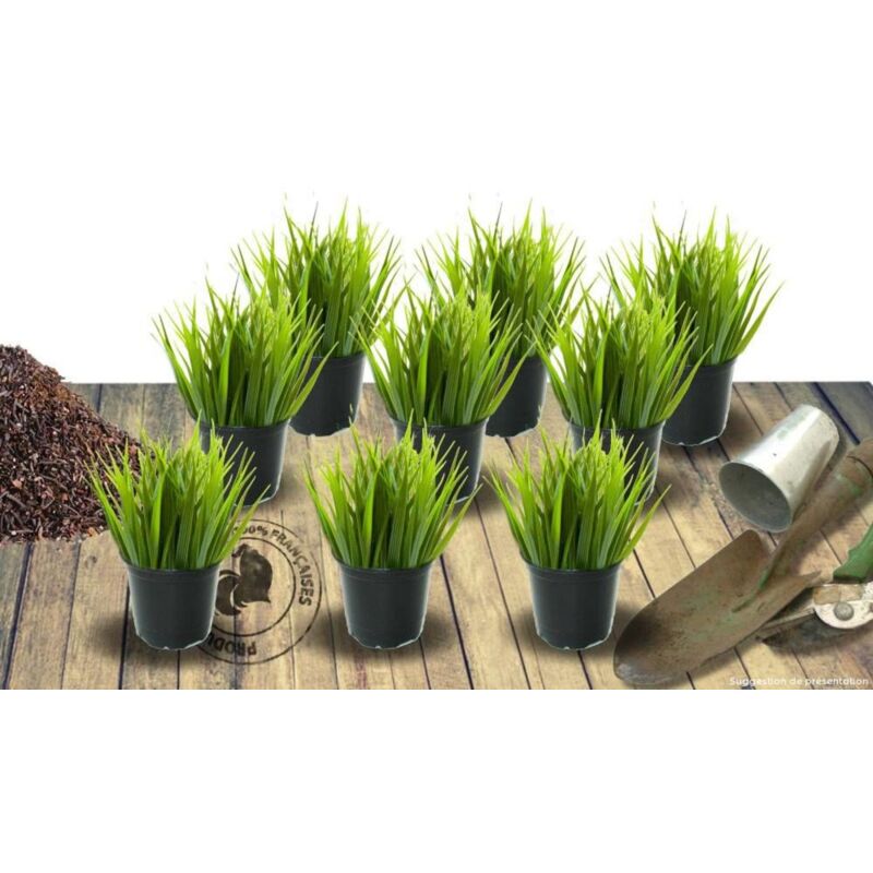Plantes Avenue - Fétuque glauca Uchte/Lot de 9 godets
