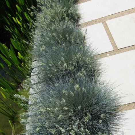 Fétuque glauque glauca Elijah Blue