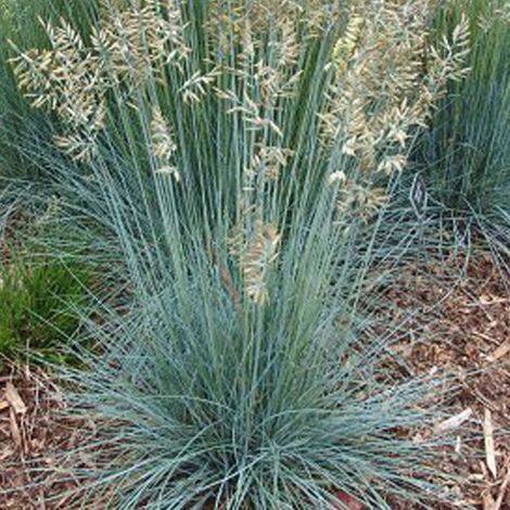 Fétuque glauque glauca | Pot de 1,5L - 10/20 cm