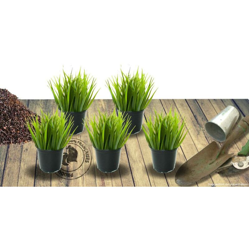 Fétuque ovine | Conditionnement: Lot de 5 godets