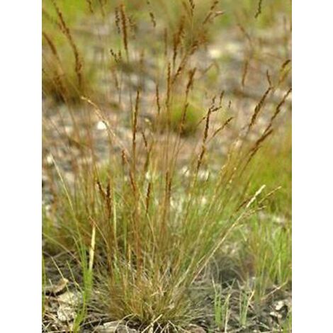 Fétuque ovine, Pourret Pot de 2L/3L