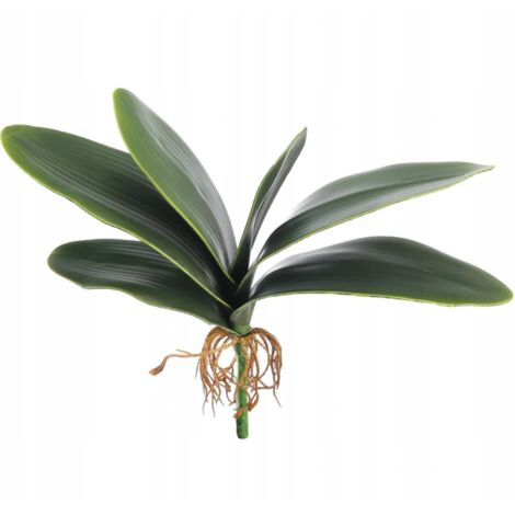 Feuilles de caoutchouc - orchidée avec racines - 31cm