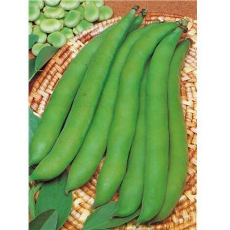 FEVE D AGUADULCE - 150 G - GRAINES DE LEGUMES