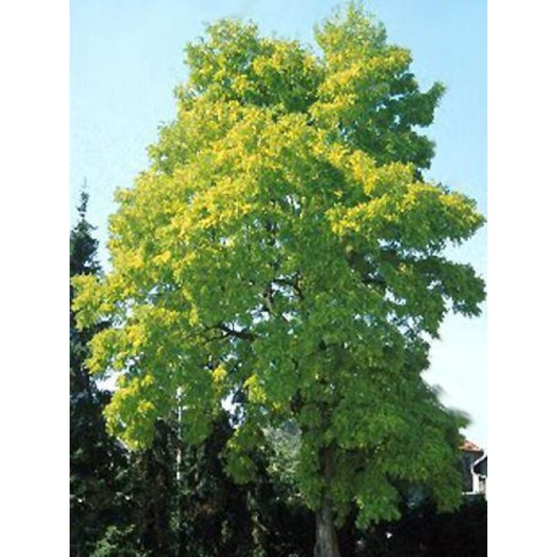 Févier d'Amérique sans épines 'Sunburst' Pot de 7,5L/10L, Baliveau