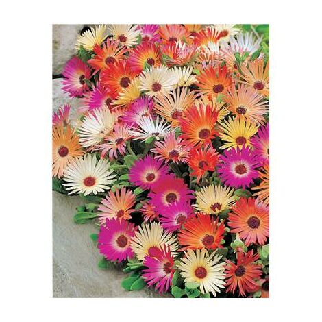 FICOIDES EN MELANGE - Graines de fleurs par usage - 0.7 G