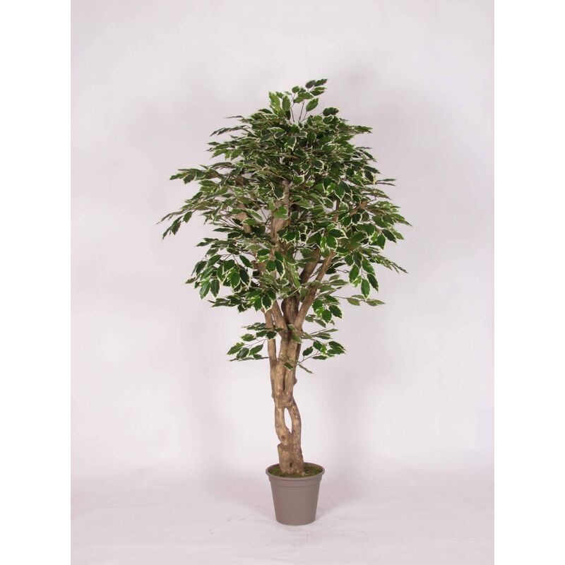 Ficus Semi-Naturale Luxe · Variegato · Tronco Mediterraneo - 175