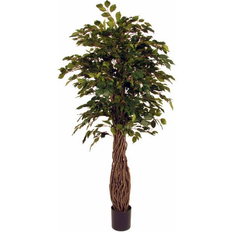 Ficus benjamin