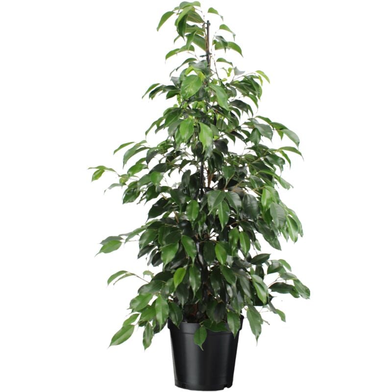 Ficus benjamina 'Danielle' - Plante d'appartement - Pot 21cm - Hauteur 100-110cm - Vert