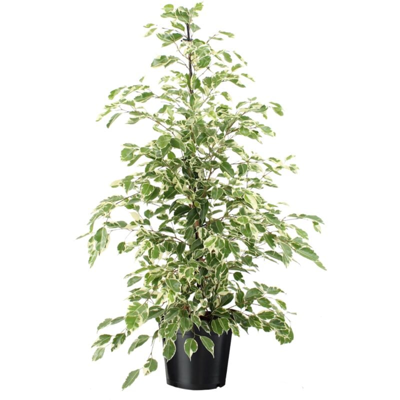 Plant In A Box - Ficus Benjamina Twilight - Pot 21cm - Hauteur 100-110cm - Vert