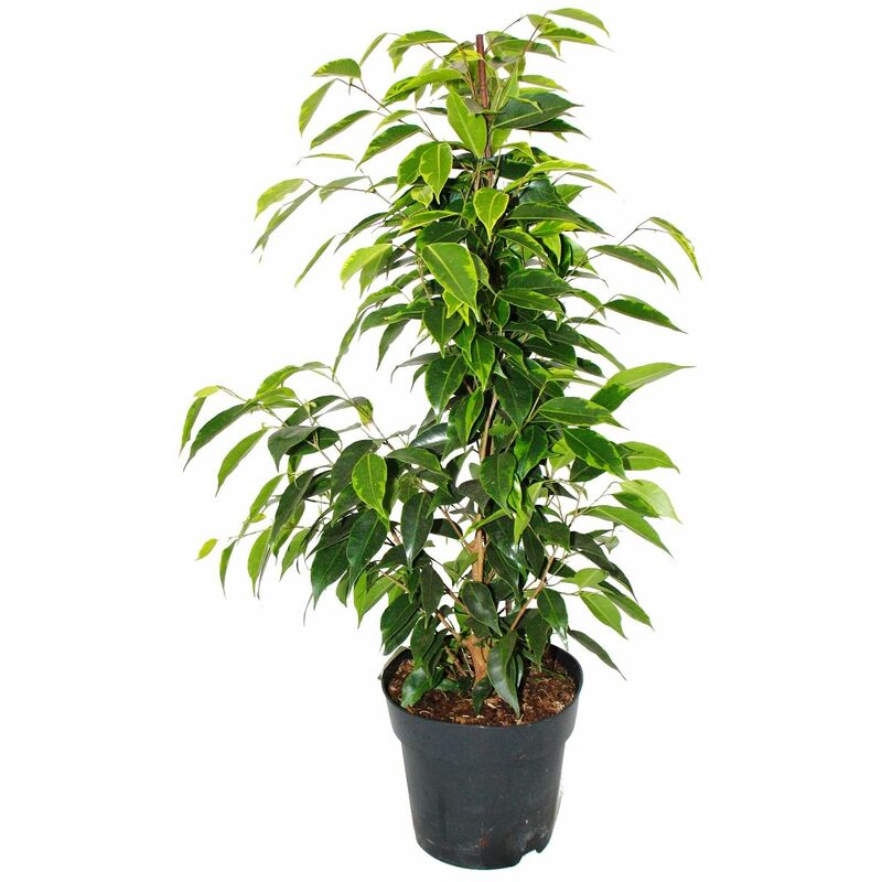 Ficus benjamini Anastasia en pot de 17cm