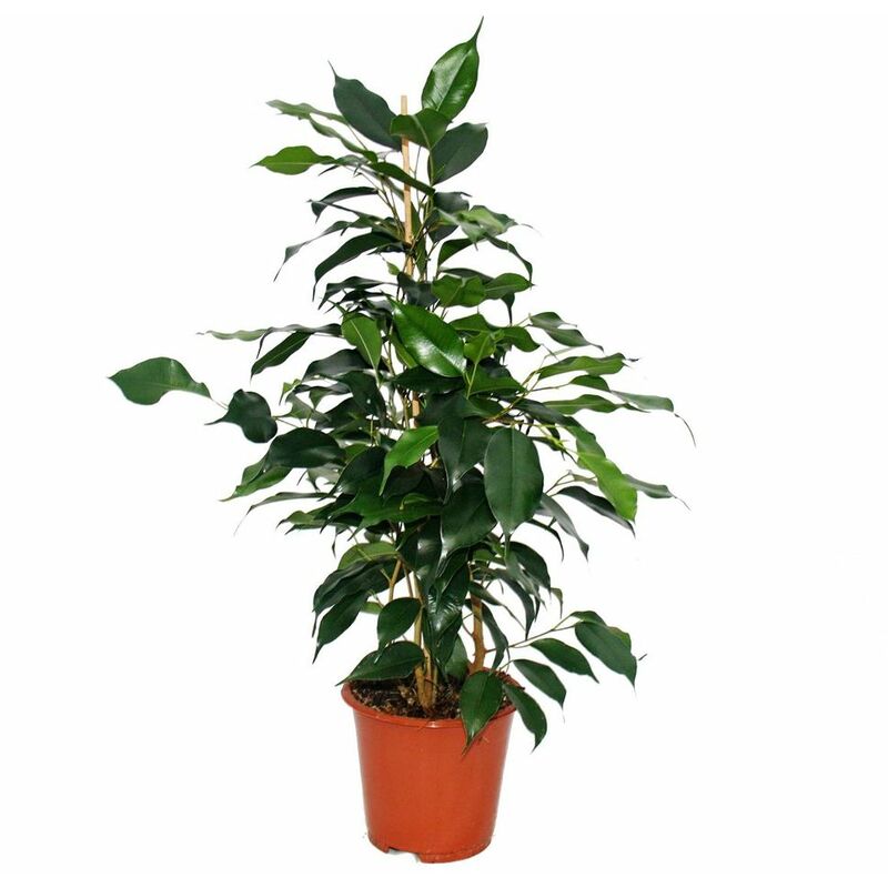 Exotenherz - Ficus benjamini Danielle, bouleau figue 14cm
