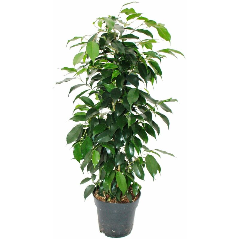 Exotenherz - Ficus benjamini Danielle en pot de 17cm