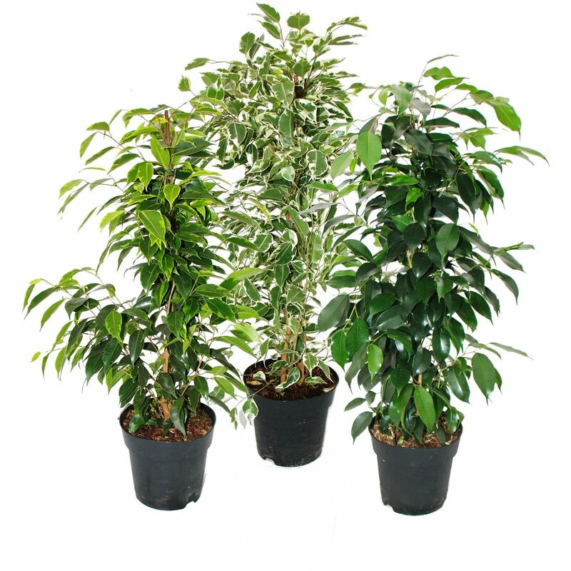 Exotenherz - Ficus benjamini - Lot de 3 - Anastasia - Twighlight - Danielle en pot de 17cm