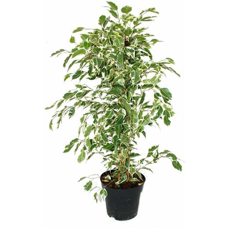 EXOTENHERZ Ficus benjamini Twighlight im 17cm Topf