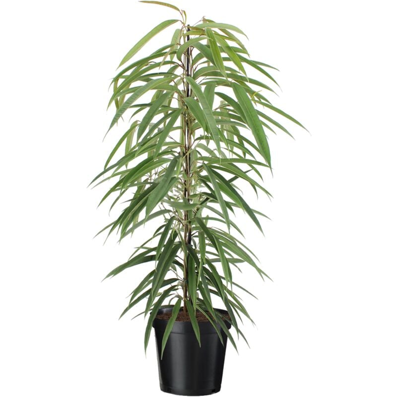 Plant In A Box - Ficus Binnendijckii Alii - Pot 21cm - Hauteur 100-110cm - Vert