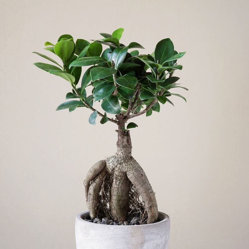 Ficus bonsaï ginseng - Vert