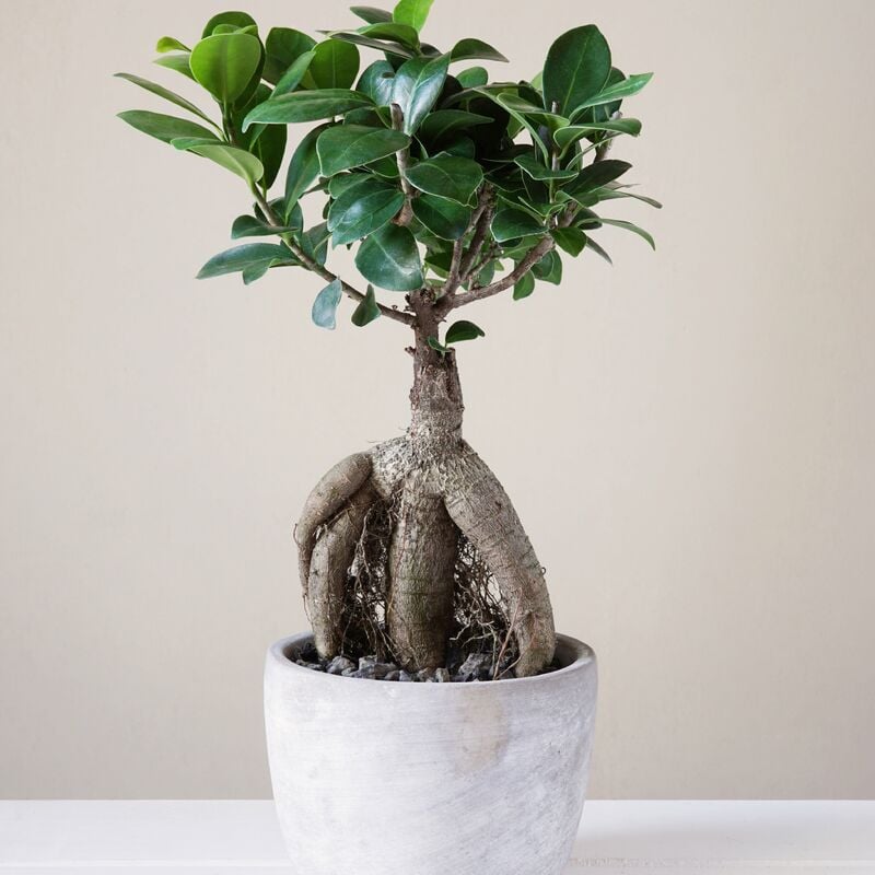 Ficus bonsai ginseng + cache pot blanc 14 cm. - Vert