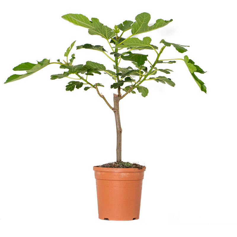 Bloomique - Ficus Carica – Figuier – Arbre fruitier – Rustique – ⌀17 cm - ↕60-70 cm - Green
