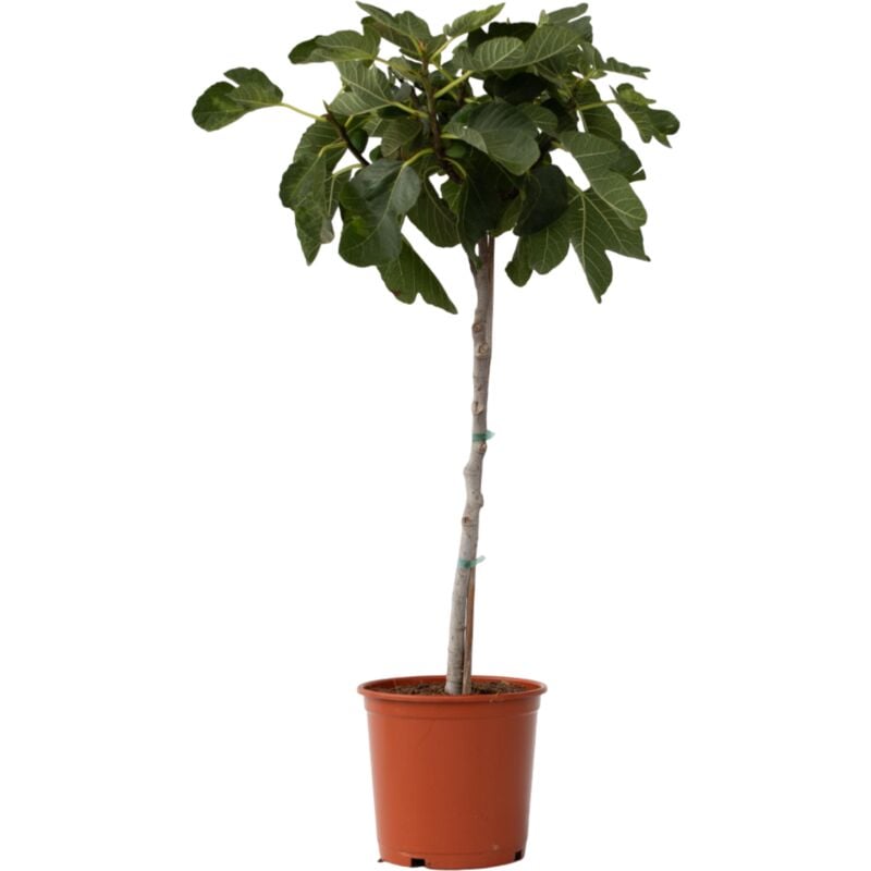 Plant In A Box - Figuier de Barbarie - Ficus Carica - Hauteur 70-90cm - ⌀21cm