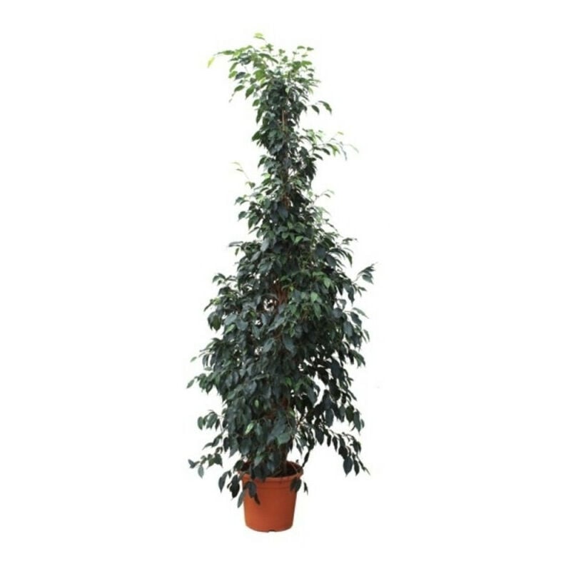 

FICUS DANIELLE - Maceta 5 litros. Altura apx 110-140