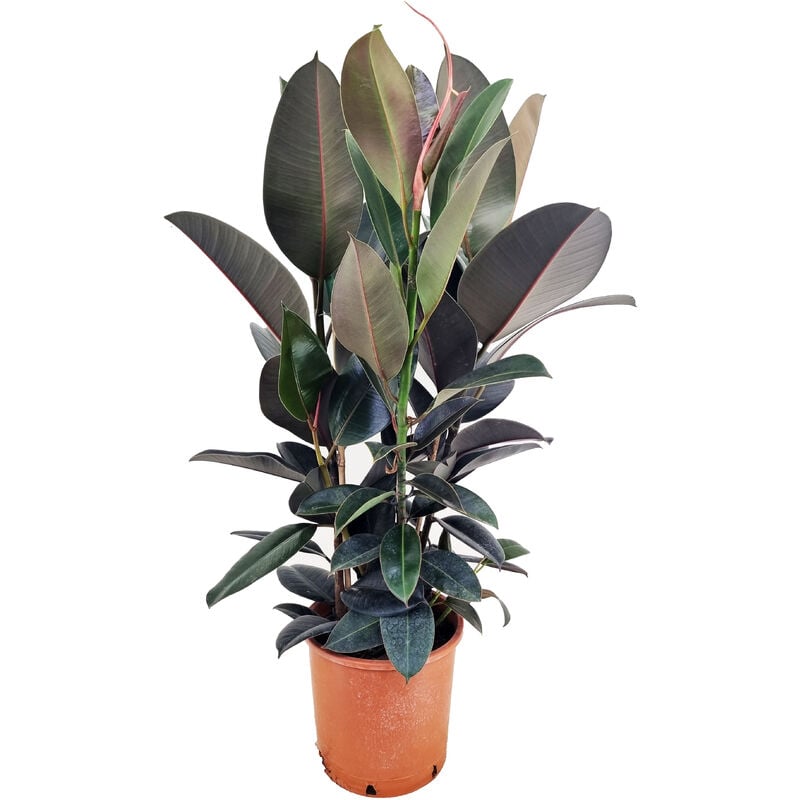 Plant In A Box - Ficus Elastica Abidjan 'élastique' - Pot 24cm - Hauteur 75-100cm - Vert