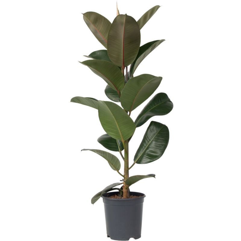 Plant In A Box - Caoutchouc - Ficus Elastica 'Robusta' - Hauteur 75-100cm - ⌀24cm