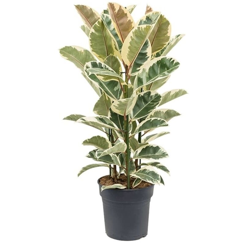 Plant In A Box - Ficus Elastica Tineke - Arbre à caoutchouc - ⌀24cm - Hauteur 75-100cm - Vert