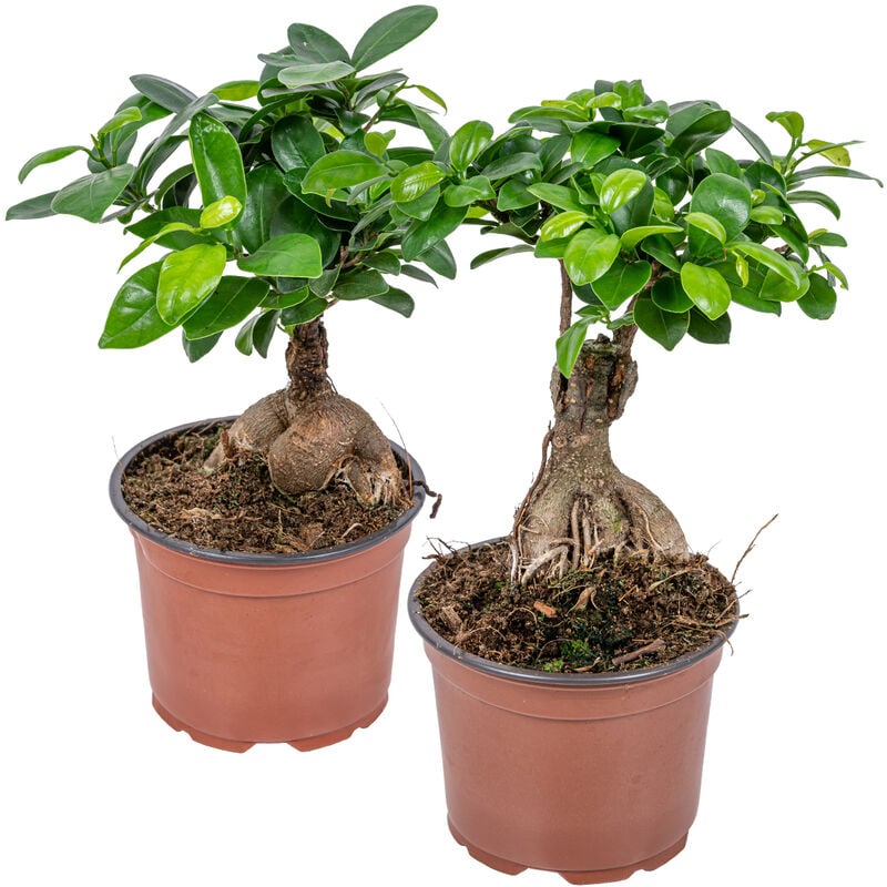 Bloomique - Ficus 'Ginseng' - Bonsai lot de 2 - Plante d'intérieur et pot de culture ⌀12 cm - ↕35 cm - Green