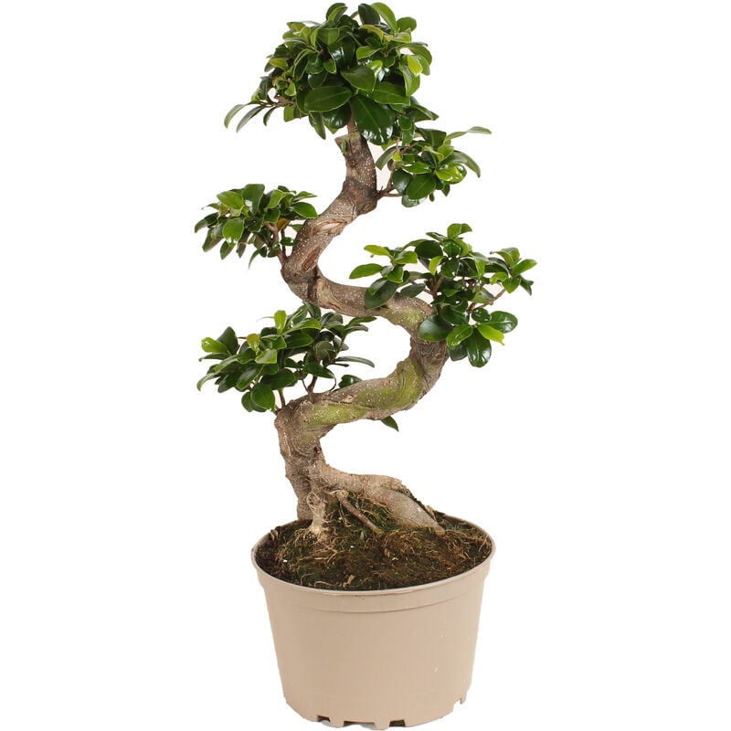 Plant In A Box - Ficus Ginseng forme de s - Bonsaï japonais - Pot 20cm - Hauteur 55-65cm - Vert