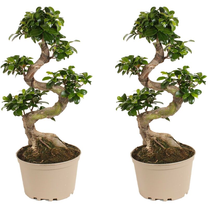 Plant In A Box - Ficus Ginseng forme de s - Set de 2 - Bonsaï japonais - ⌀20cm - Hauteur 55-65cm - Vert