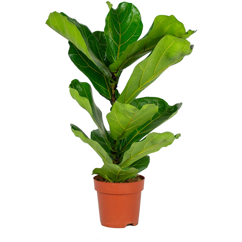 Bloomique - Ficus Lyrata 'Enfant' - Lyre Figuier par unité - Plante d'intérieur en pot de culture ⌀17 cm - ↕50-60 cm - Green