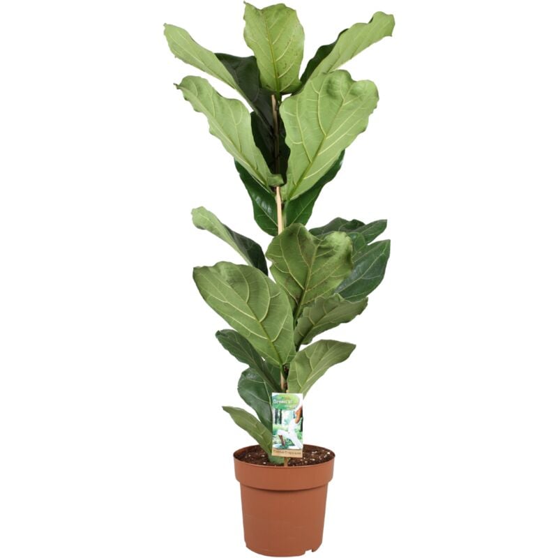 Plant In A Box - Ficus Lyrata - xl Ficus Lyrata plante - Pot 21cm - Hauteur 70-90cm - Vert