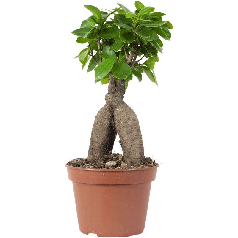 Bloomique - Ficus microcarpa 'Ginseng' – Bonsaï – Plante d'intérieur – ⌀15 cm - ↕25-35 cm - Green