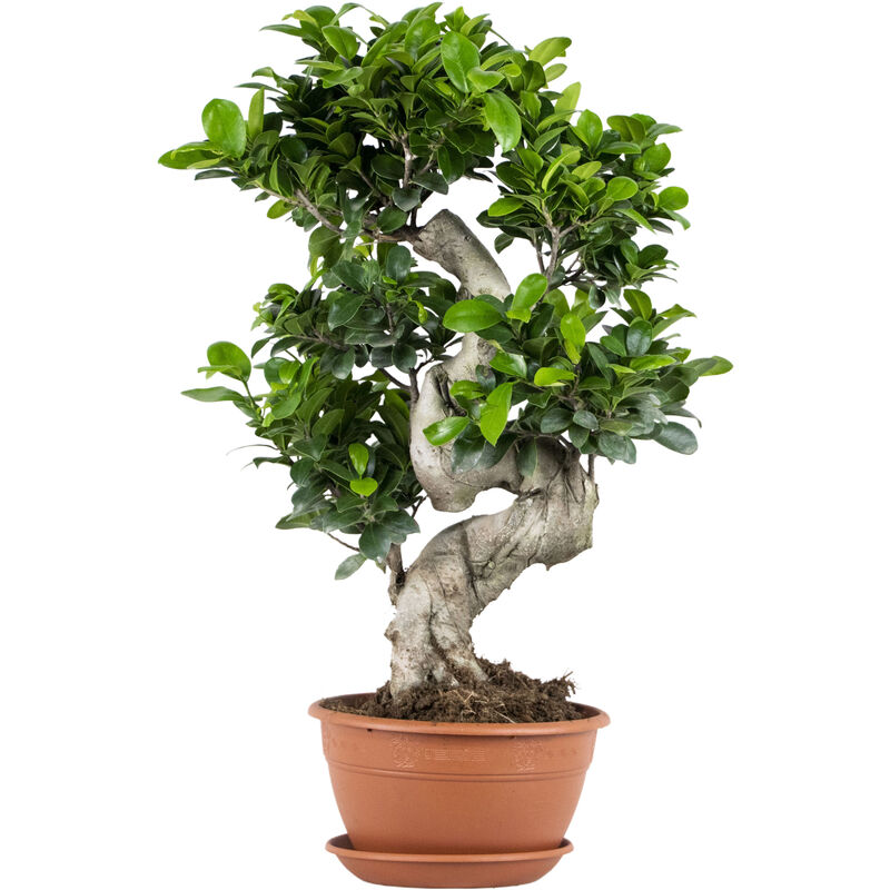 Bloomique - Ficus microcarpa 'Ginseng' en forme de s – Bonsaï – Plante d'intérieur – ⌀22 cm - ↕60-70 cm - Green