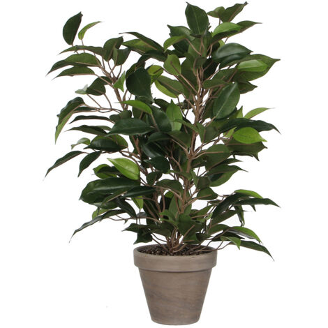 FICUS NATASJA CON MACETA Ø11,5x40x30cm