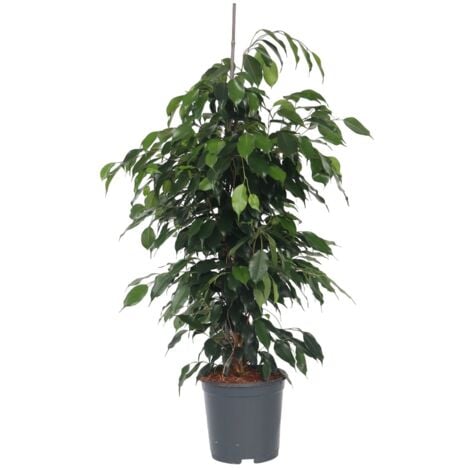 Ficus pleureur - Ficus benjamina 'Danielle' - Hauteur 100-110cm - ⌀21cm
