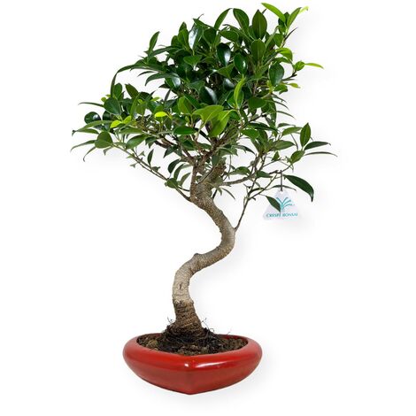 Ficus ginseng microcarpa Bonsai - Vaso 16 cm, h 40 cm 