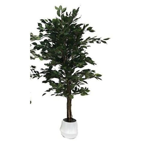 Ficus variegado 120 cm x 768 hojas