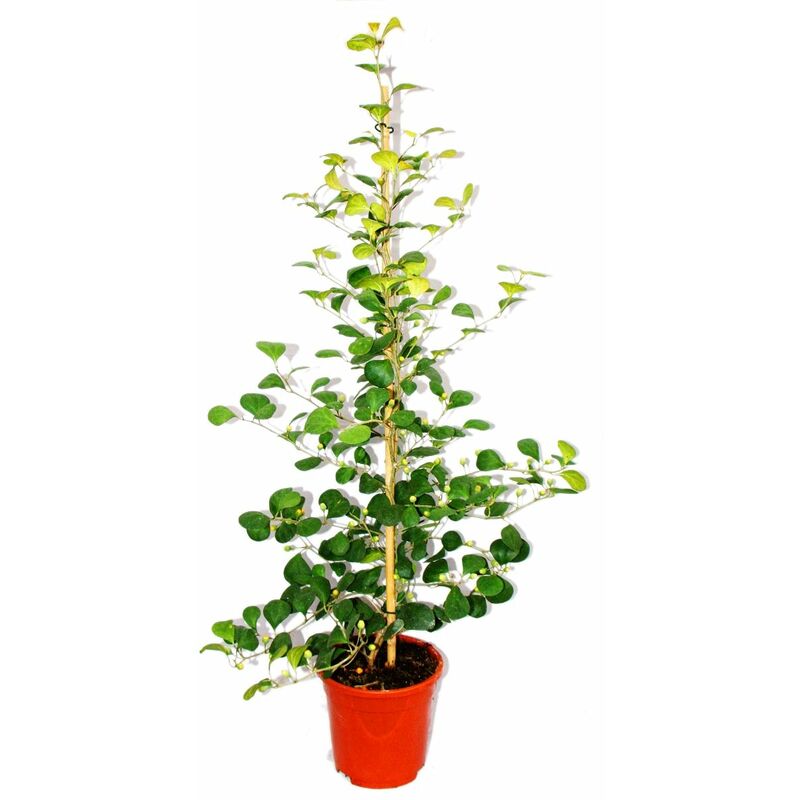 Figue de Barbarie - Ficus deltoidea - pot de 17cm - hauteur env. 80cm