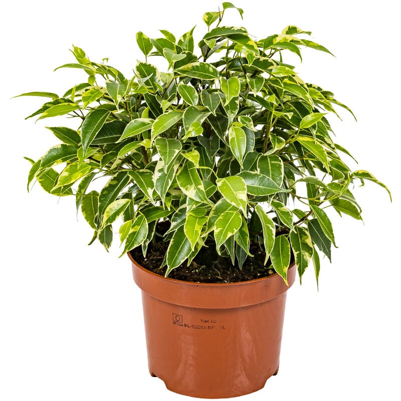 Ficus Benjamina Kinky P12H30