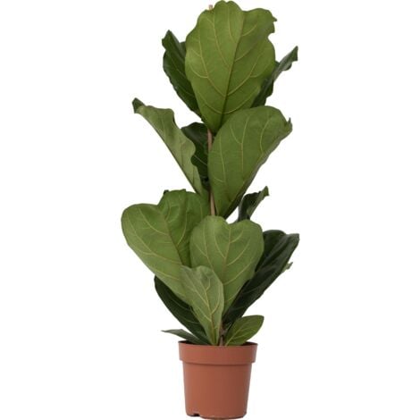 Figuier à Feuilles de Violon - Ficus Lyrata - Hauteur 70-90cm - ⌀21cm