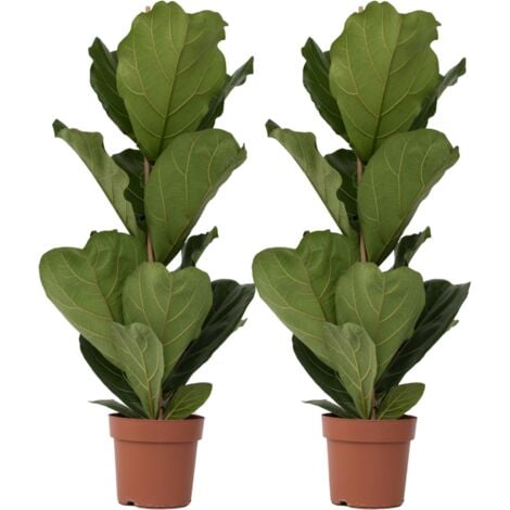 Figuier à Feuilles de Violon - Set de 2 - Ficus Lyrata - Hauteur 70-90cm - ⌀21cm