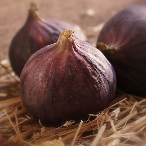 Figuier carica Bornholm's Diamant | Pot de 7,5L - 40/60 cm